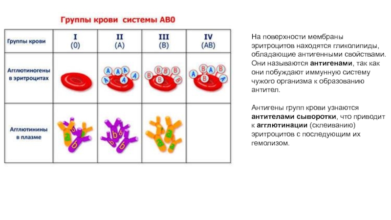 Отличия групп крови имеющихся у человека. Классификация групп крови по системе ab0.. Группы крови эритроциты. Группа крови. Группы крови объяснение.