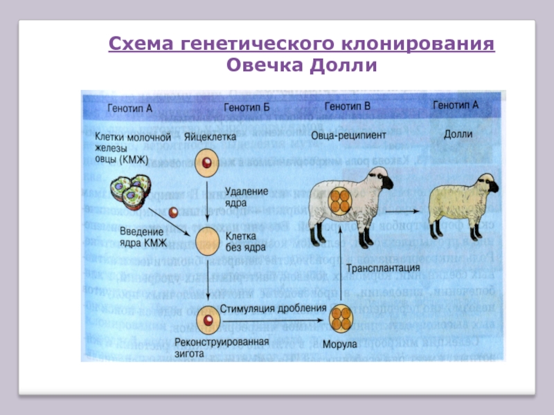 Схема клонирования овечки долли