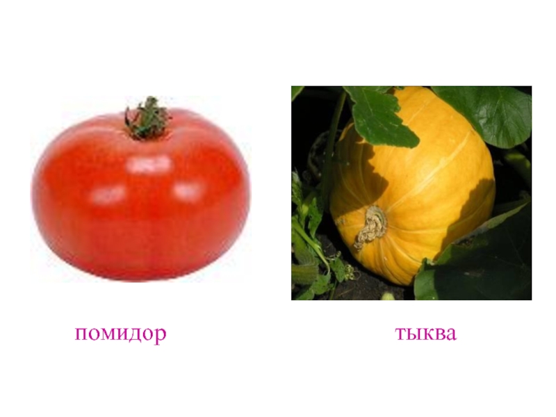 Ребус помидор. Тыква помидор ребус. Сходство тыквы и томата. Ребус с тыквой и томатом. Помидор трава.