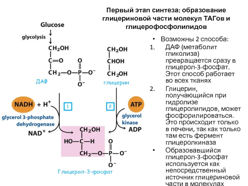 2 этап синтеза. Синтез глицерол 3 фосфата. Синтез таг глицерол 3 фосфат. Глицерол 3 фосфат гликолиз. Синтез таг гликолиз.