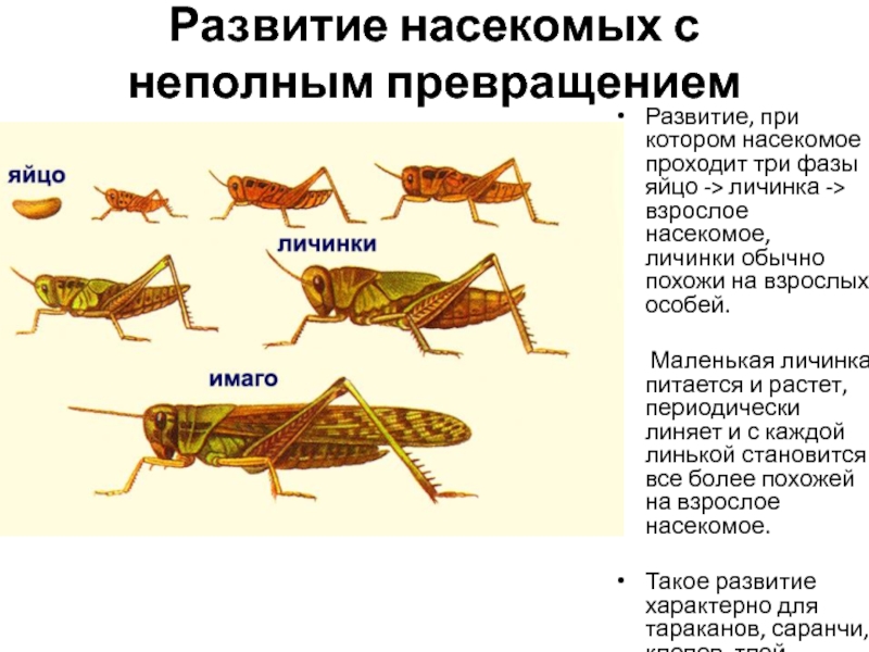 Какие насекомые с неполным превращением