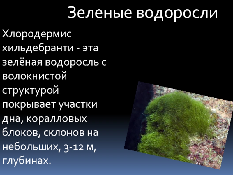 Зеленые водорослиХлородермис хильдебранти - эта зелёная водоросль с волокнистой структурой покрывает участки дна, коралловых блоков, склонов на