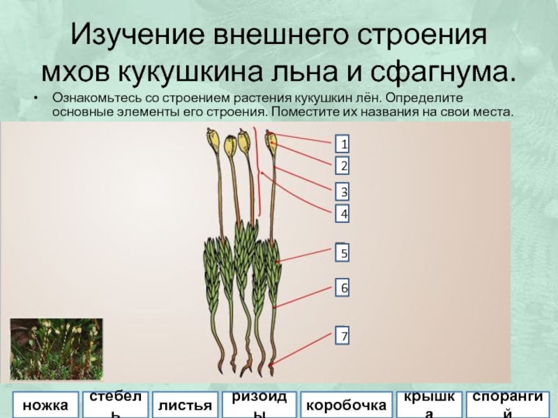 Рассмотрите изображения растений нителла редька дикая кукушкин лен подпишите их названия