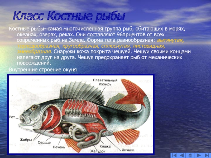 Класс Костные рыбыКостные рыбы- самая многочисленная группа рыб, обитающих в морях, океанах, озерах, реках. Они составляют 96прцентов
