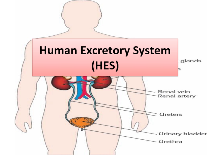 Презентация Human Excretory System (HES)