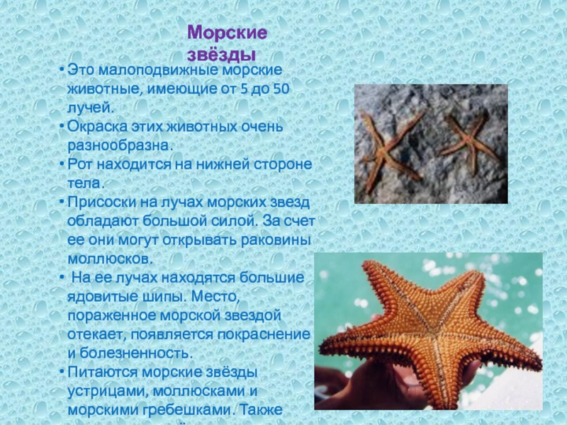 Проект морские животные