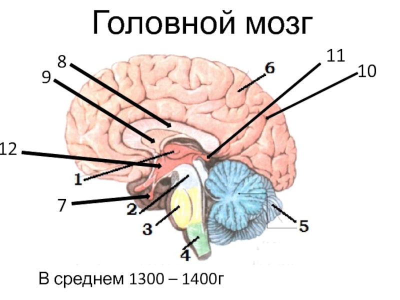 7
8
9
10
Головной мозг
В среднем 1300 – 1400г
11
12