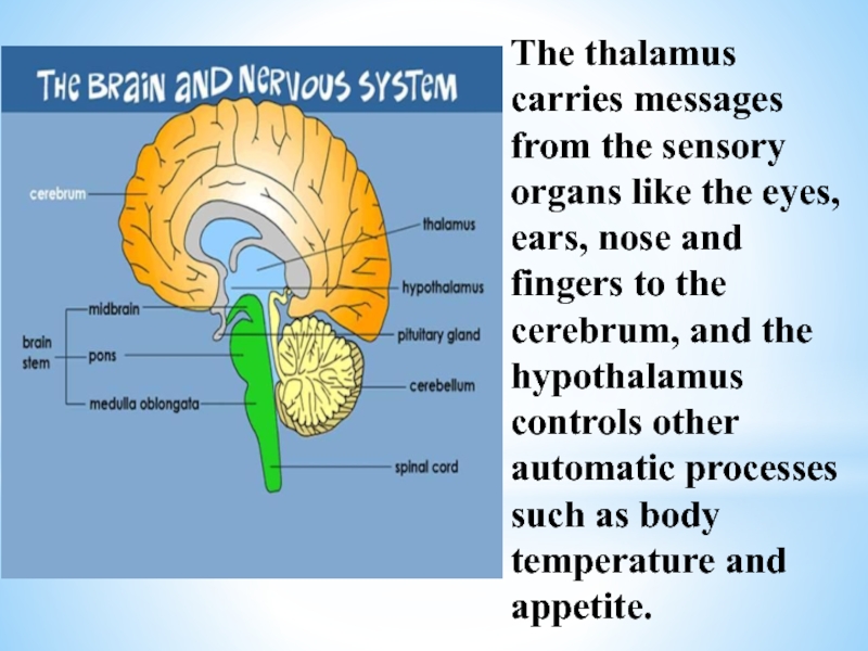 Тест нервная система органы чувств. Таламус. Таламус English. Таламус и глаза. Thalamus перевод.