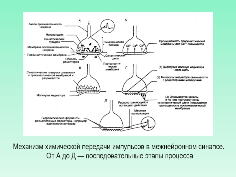 Механизмы химических процессов. Механизм передачи импульса в синапсе. Принципиальные пути воздействия на синаптическую передачу.. Механизм передачи в химических синапсах. Молекулярные механизмы синаптической передачи..