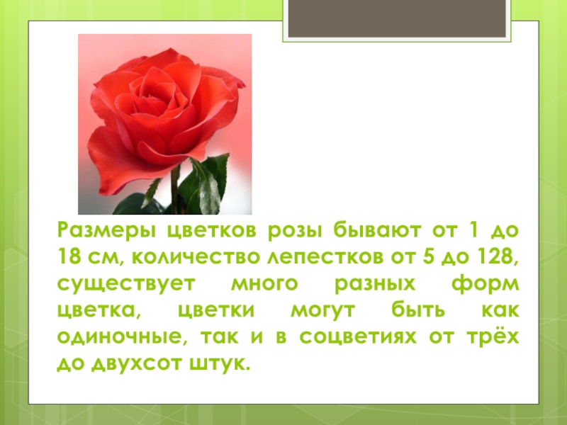 Размеры цветков розы бывают от 1 до 18 см, количество лепестков от 5 до 128, существует много разных