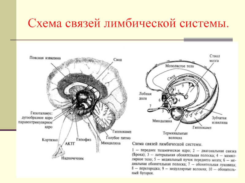 Схема лимбической системы