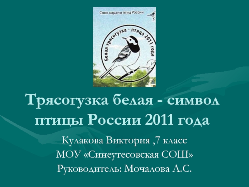 Трясогузка белая - символ птицы России 2011 года