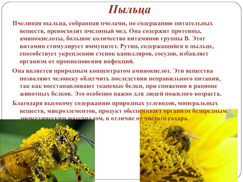 Пыльца для женщин. Пыльца Цветочная обножка. Пыльца пчелиная. Пыльца Цветочная пчелиная. Пчелиная пыльца лечебные.