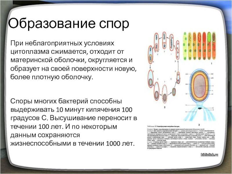 Образование спор. Образование спор при неблагоприятных условиях. Споры при неблагоприятных условиях. Бактерии образуют споры. Споры бактерий в неблагоприятных условиях.