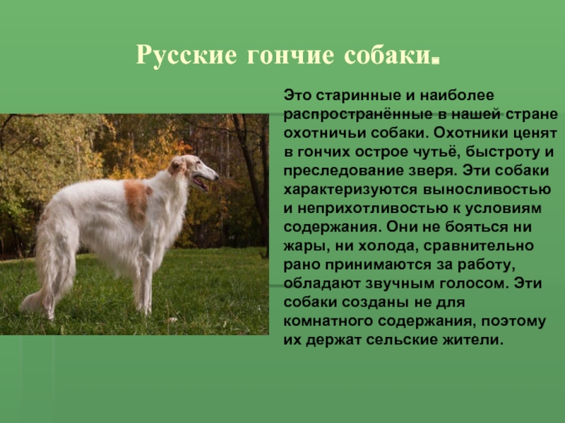 Русские гончие собаки.Это старинные и наиболее распространённые в нашей стране охотничьи собаки. Охотники ценят в гончих острое