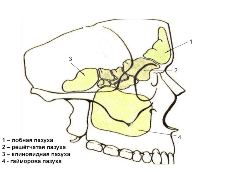 Гайморовы пазухи расположение схема рисунок фото