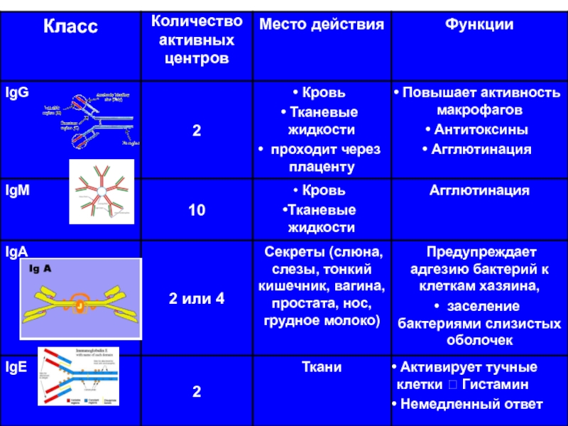 Количество центров. Классы иммуноглобулинов таблица микробиология. Количество активных центров иммуноглобулинов. Характеристика основных классов иммуноглобулинов. Активные центры IGG.