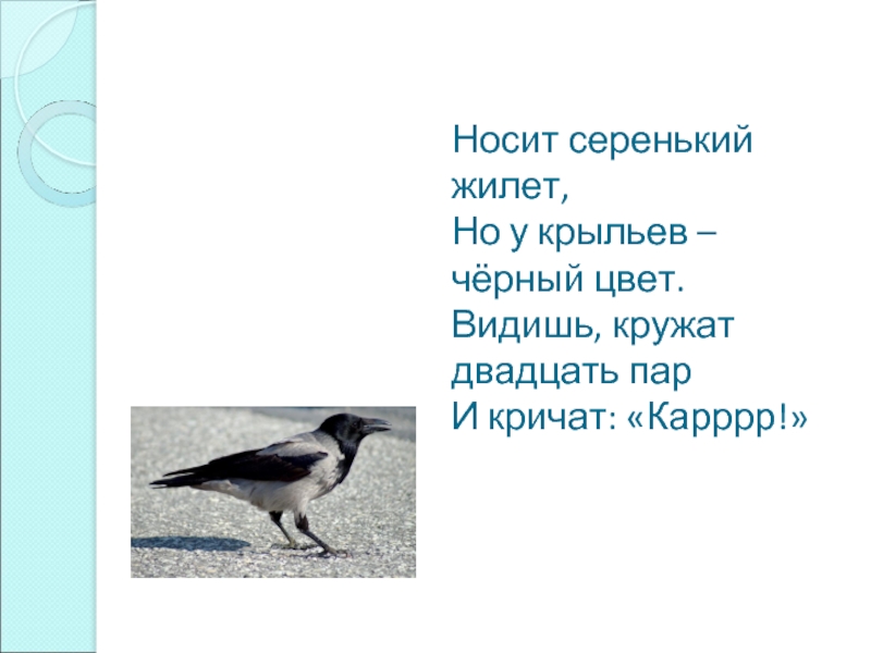 Носит серенький жилет. Носит серенький жилет а у крыльев черный цвет. Словарные слова животные и птицы. Носит серенький жилет а у крыльев черный цвет загадка ответ.