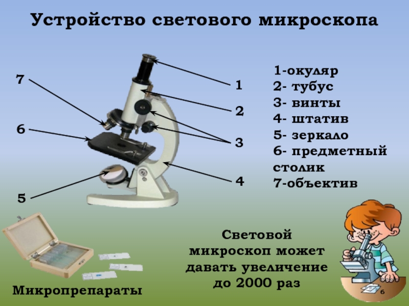 Какую функцию зеркало в микроскопе. Увеличительные приборы 5 класс биология микроскоп. Что такое окуляр в микроскопе 5 класс биология. Микроскоп части микроскопа биология 5 класс. Строение микроскопа 5 класс биология лабораторная.