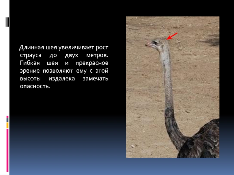 Длинная шея увеличивает рост страуса до двух метров. Гибкая шея и прекрасное зрение позволяют