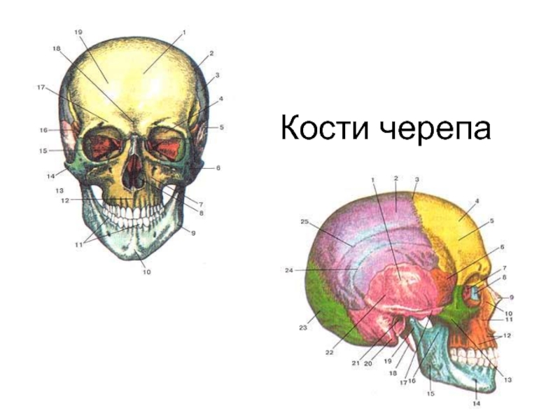 Презентация Кости черепа.ppt
