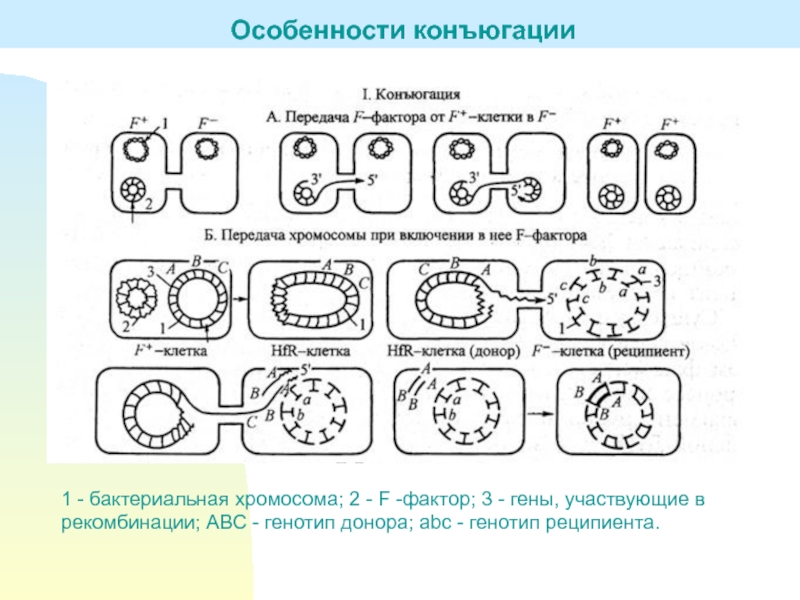 Конъюгация у бактерий схема