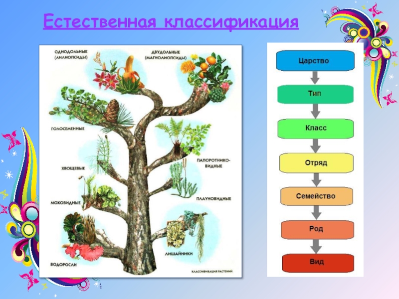 Естественная классификация. Естественная классификация живых организмов. Естественная классификация это в биологии. Естественная систематика.