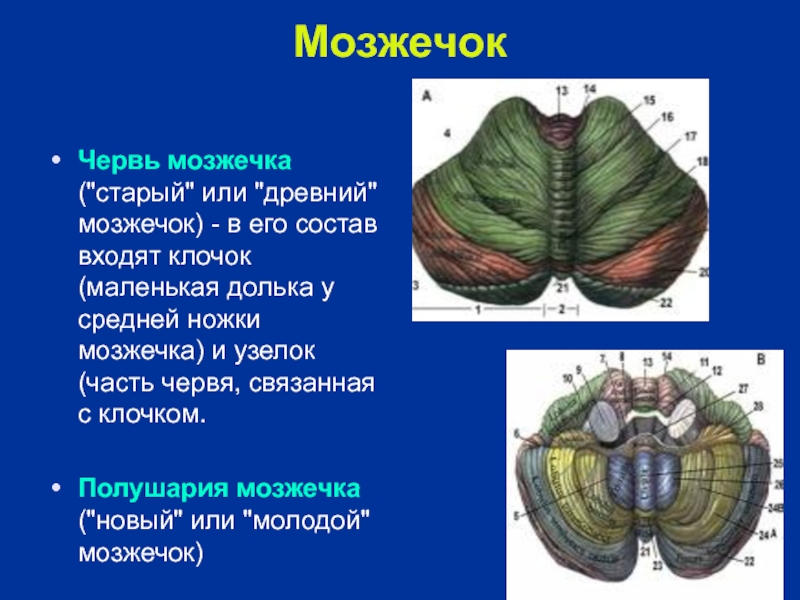 Левый мозжечок. Мозжечок 2 полушария и червь. Дольки червя мозжечка. Строение мозжечка анатомия.