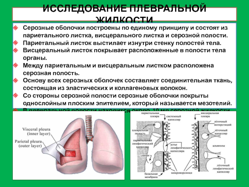 Серозная жидкость. Серозная жидкость в плевральной полости. Серозная жидкость из плевральной полости. Жидкости из серозных полостей. Цели исследования плевральной жидкости.