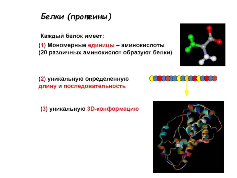 Белок имеет. Белок и лиганд. Лиганды в белках. Мономерные белки. Белковые лиганды.