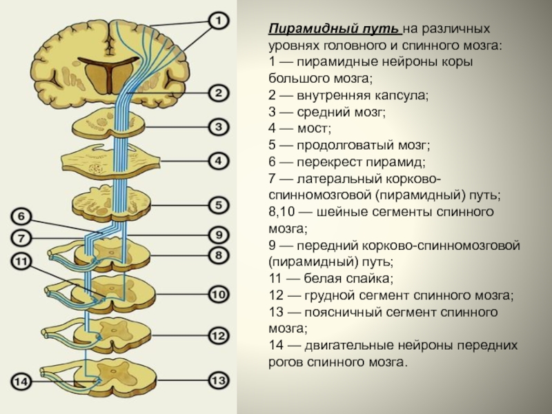 Презентация проводящие пути спинного и головного мозга