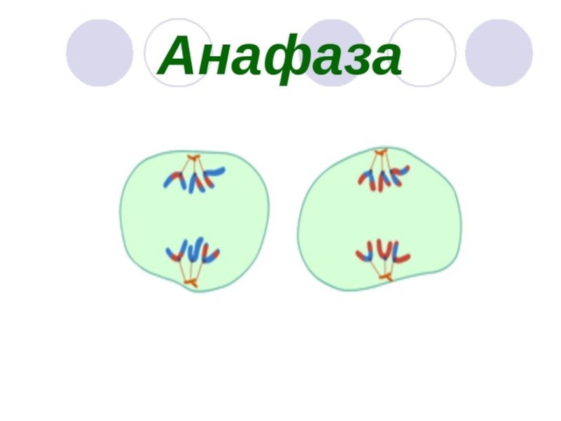 Анафаза митоза рисунок с подписями