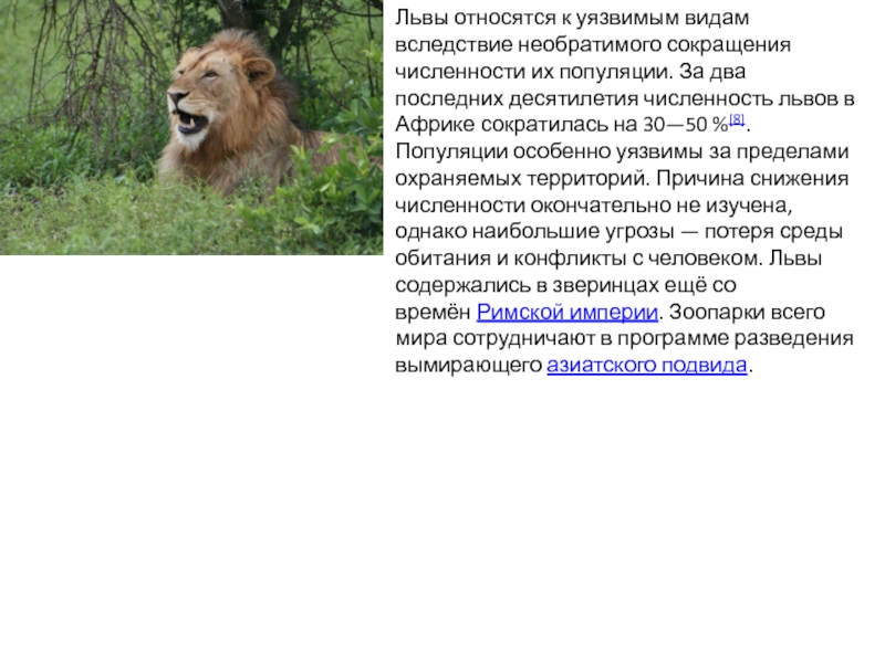Лев какой род. Львов численность. Численность популяции Льва. Львы относятся к вымирающим видам. Лев для презентации.