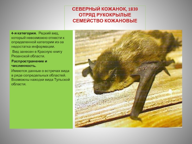 Животные красной книги рязанской области фото и описание для детей 2 класса