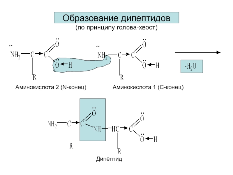 Схема образования дипептида