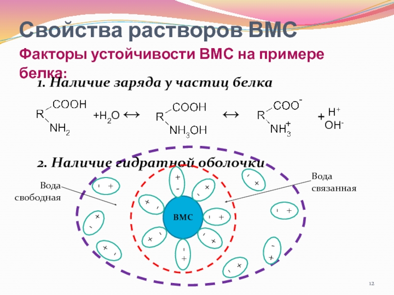 Наличие заряд. Схема гидратной оболочки белковой молекулы. Гидратные оболочки вокруг ионов. Гидратная оболочка ВМС. Факторы устойчивости растворов ВМС.