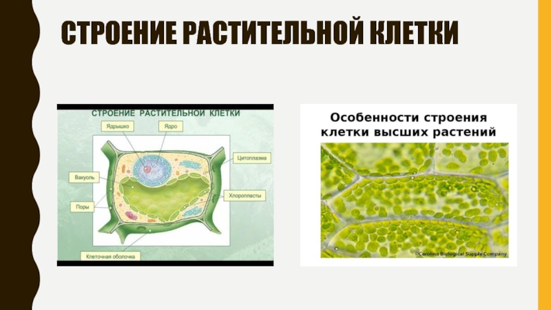 Клетка высших растений. Строение растительной клетки высших растений. Для клеток высших растений характерно наличие. Только клеткам растений характерно наличие.