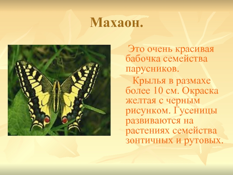 Махаон.     Это очень красивая бабочка семейства парусников.    Крылья в размахе