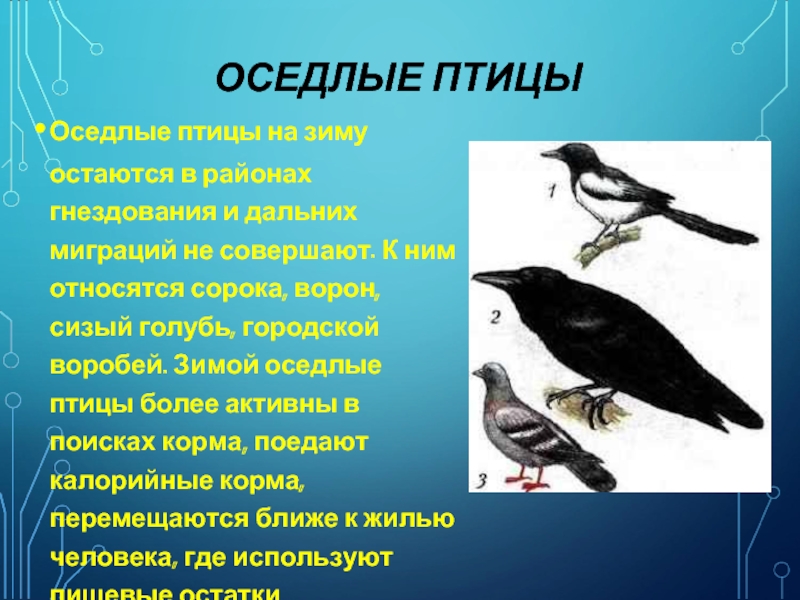 Периоды жизни птиц. Оседлые птицы. К оседлым птицам относятся. Перелетные птицы и оседлые птицы. Мигрирующие и оседлые птицы.