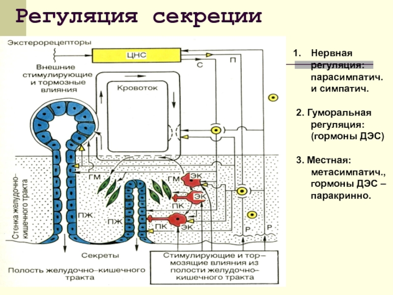 Какой цифрой на рисунке обозначено внутриклеточное пищеварение