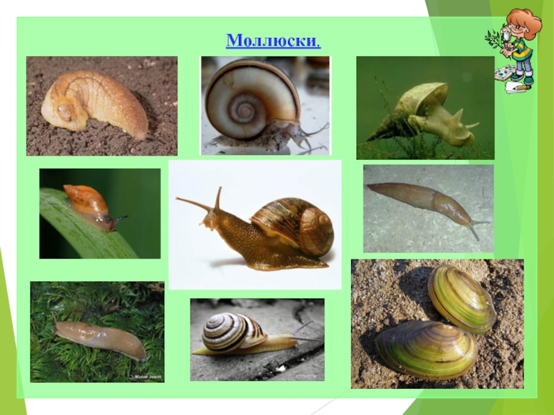 Три примера животных моллюски. Моллюски представители. Моллюски 3 класс. Моллюски 3 класс окружающий мир. Моллюски проект.