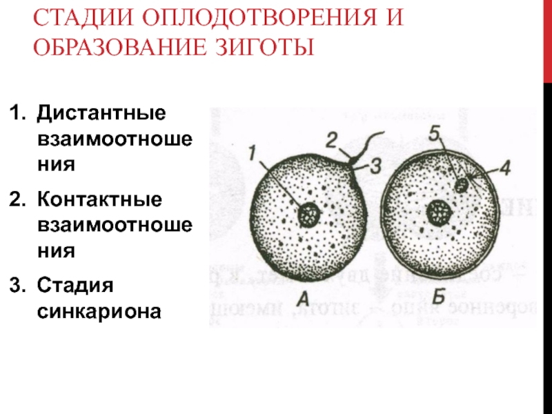 Стадии оплодотворения