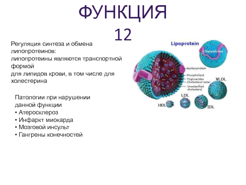 Липиды лпнп. Липопротеин функции. Функции липопротеинов. Липопротеины патологии.