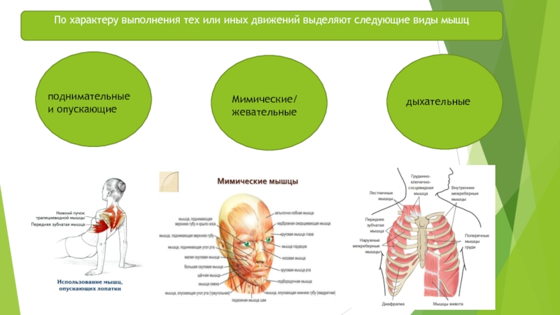 Выделяют движения. Мышцы по выполняемым движениям. Дыхательные и жевательные функции. Мышцы по характеру движения. Дыхательные и жевательные функции таблица.