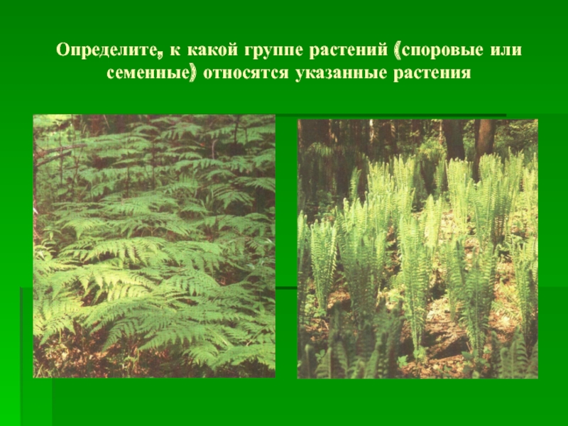 Споровые и семенные растения. К семенным растениям относятся. Какие группы растений относятся к семенным. Группы растений относящиещиеся к семенным. Группы споровых растений.