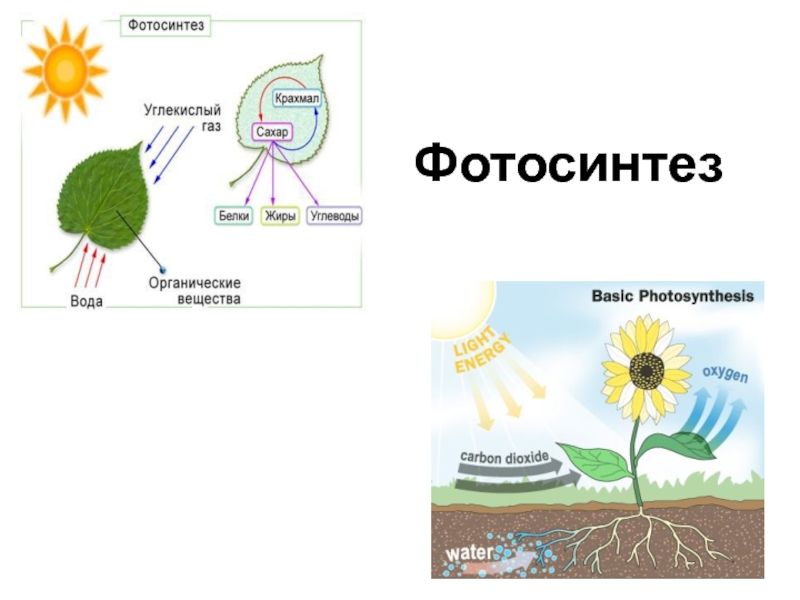 Презентация Фотосинтез
