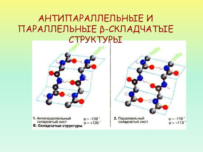 Цепи антипараллельны. Gfhfkktkmyst b fynbgfhfkktkmyst cnhernehyjcrkflxfnst cnhernehs ,tkrf. Антипараллельная бета структура белка. Параллельная и антипараллельная бета структуры. Антипараллельное расположение.