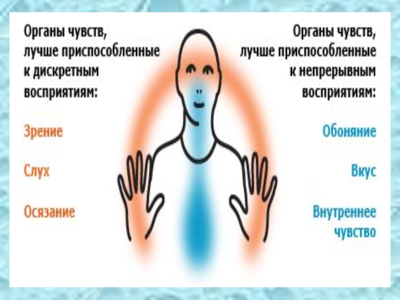 Органы восприятия. Органы восприятия человека. Восприятие органами чувств. Осязание и другие чувства.