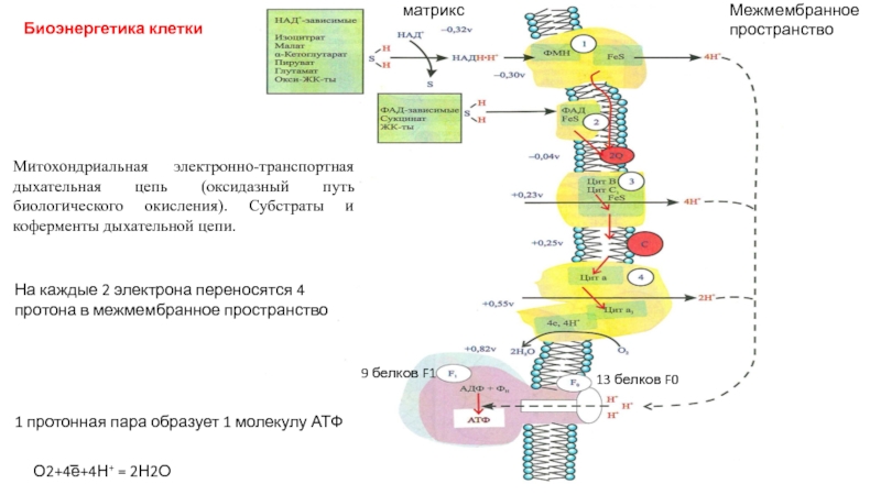 Прочитайте статью в рубрике это интересно предложите схему отражающую биологическое окисление клетке