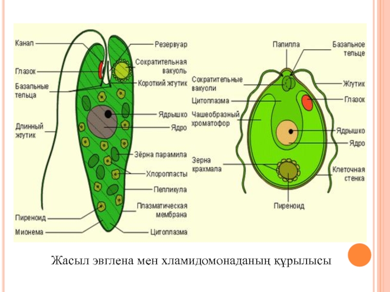 Схема эвглены зеленой